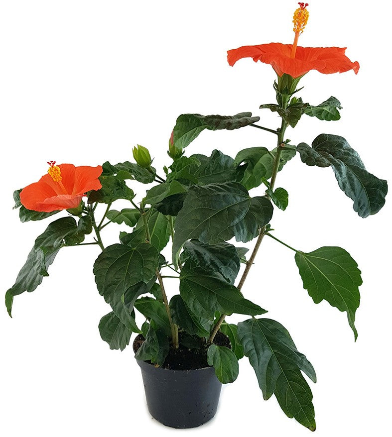 Hibiscus "Orange Glow" - Hawaii Hibiskus