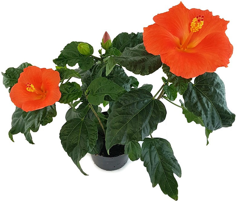 Hibiscus "Orange Glow" - Hawaii Hibiskus