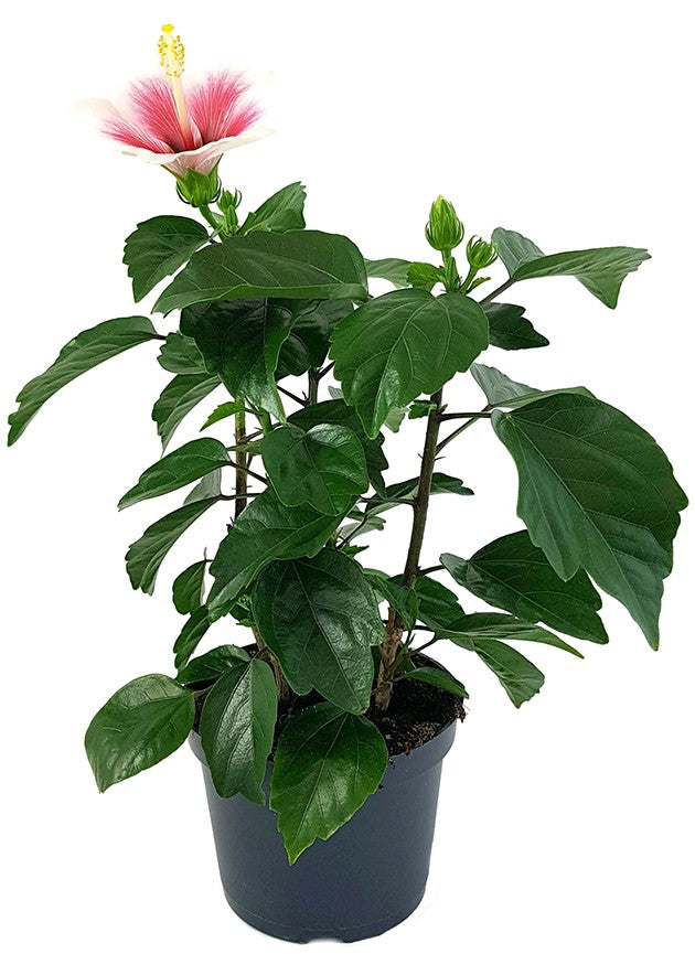 Hibiscus "Pink Dream" - Hawaii Hibiskus