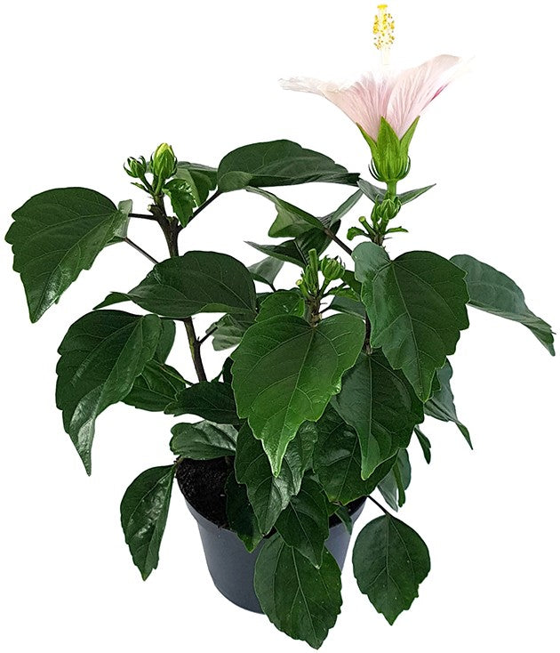 Hibiscus "Pink Dream" - Hawaii Hibiskus