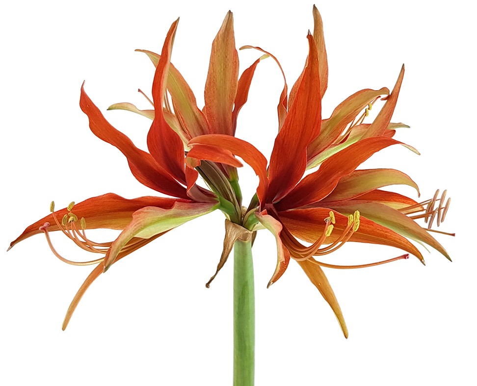 Hippeastrum "Merengue" - spinnenartiger Ritterstern