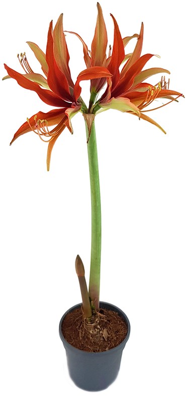 Hippeastrum "Merengue" - spinnenartiger Ritterstern