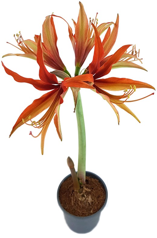 Hippeastrum "Merengue" - spinnenartiger Ritterstern