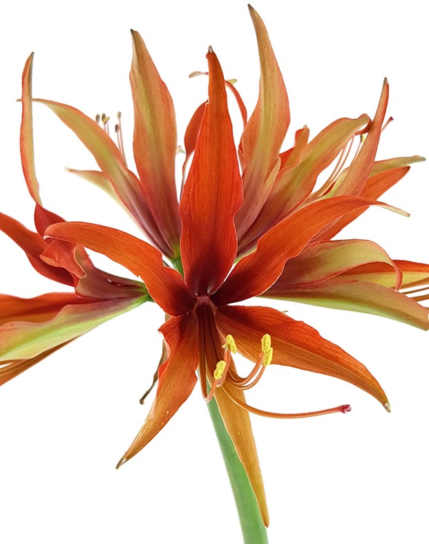 Hippeastrum "Merengue" - spinnenartiger Ritterstern