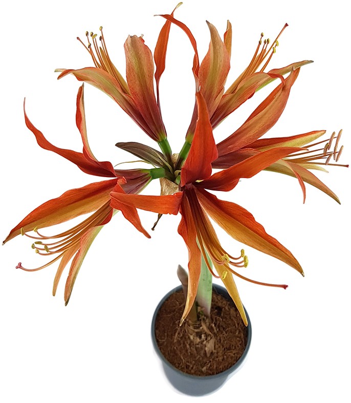 Hippeastrum "Merengue" - spinnenartiger Ritterstern