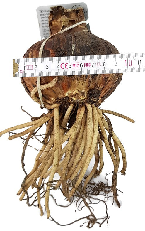 Hippeastrum "Rebecca" - zart rosa Amaryllis