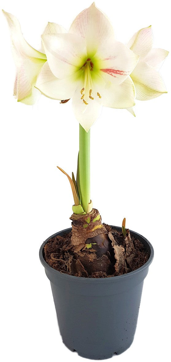 Hippeastrum "Novella" - weiß-rosa Amaryllis