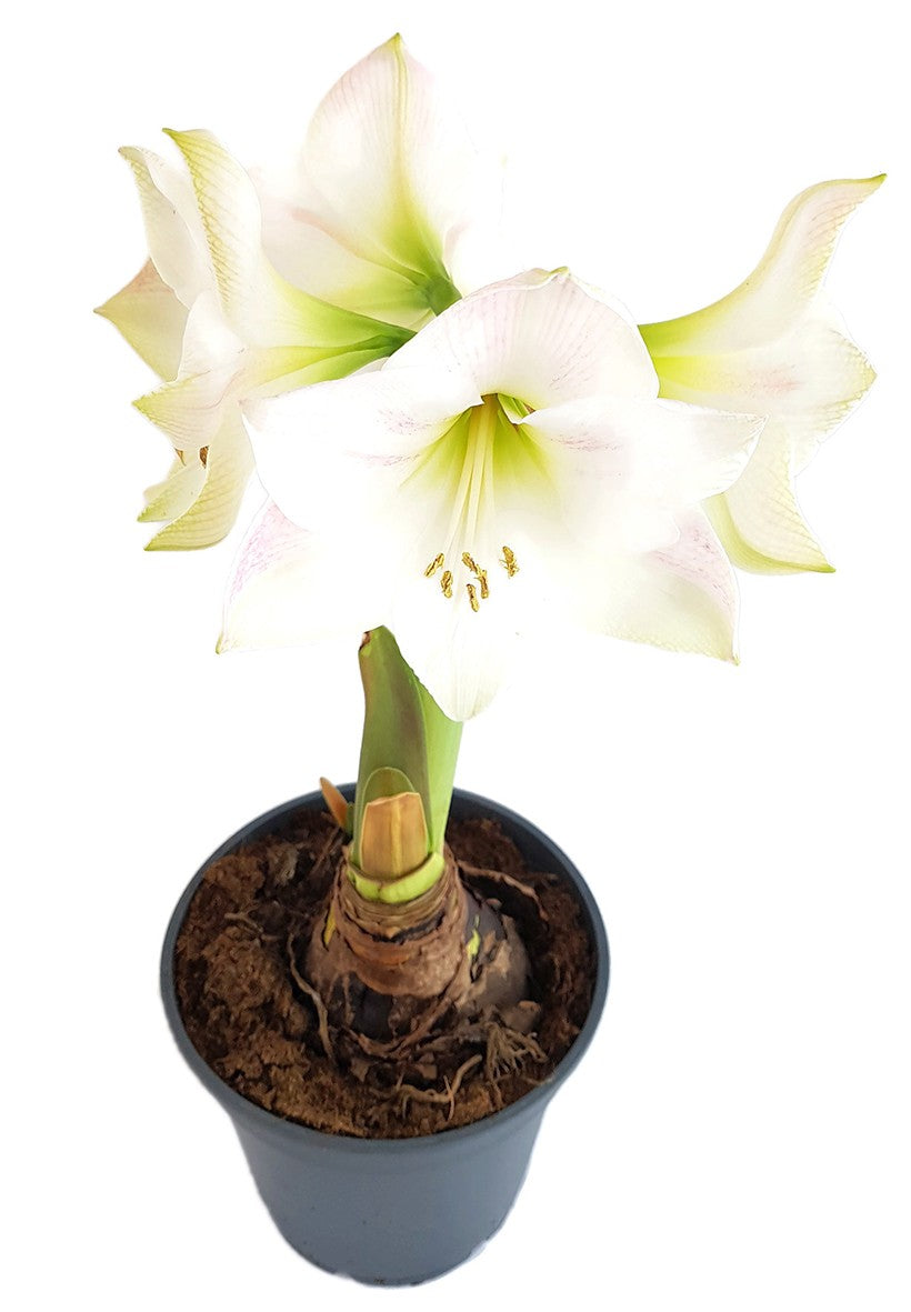 Hippeastrum "Novella" - weiß-rosa Amaryllis