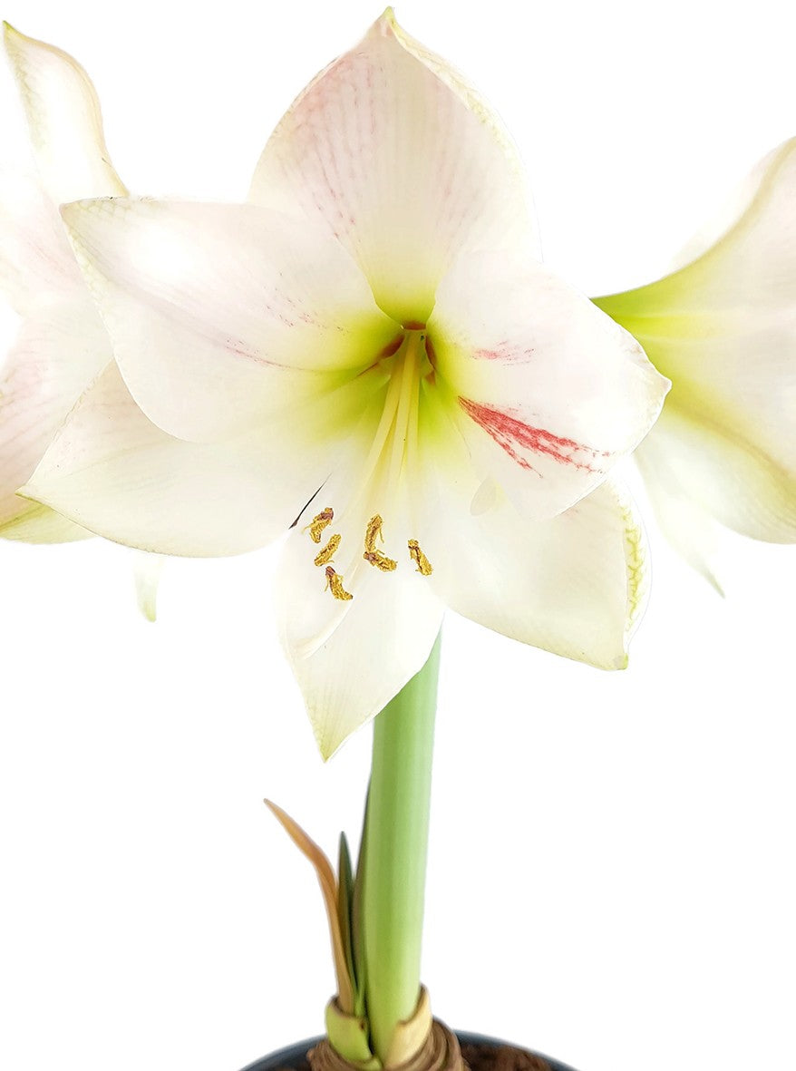 Hippeastrum "Novella" - weiß-rosa Amaryllis