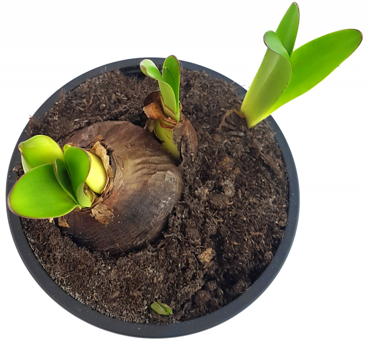 Hippeastrum "Red Garden" - dunkelrote Amaryllis