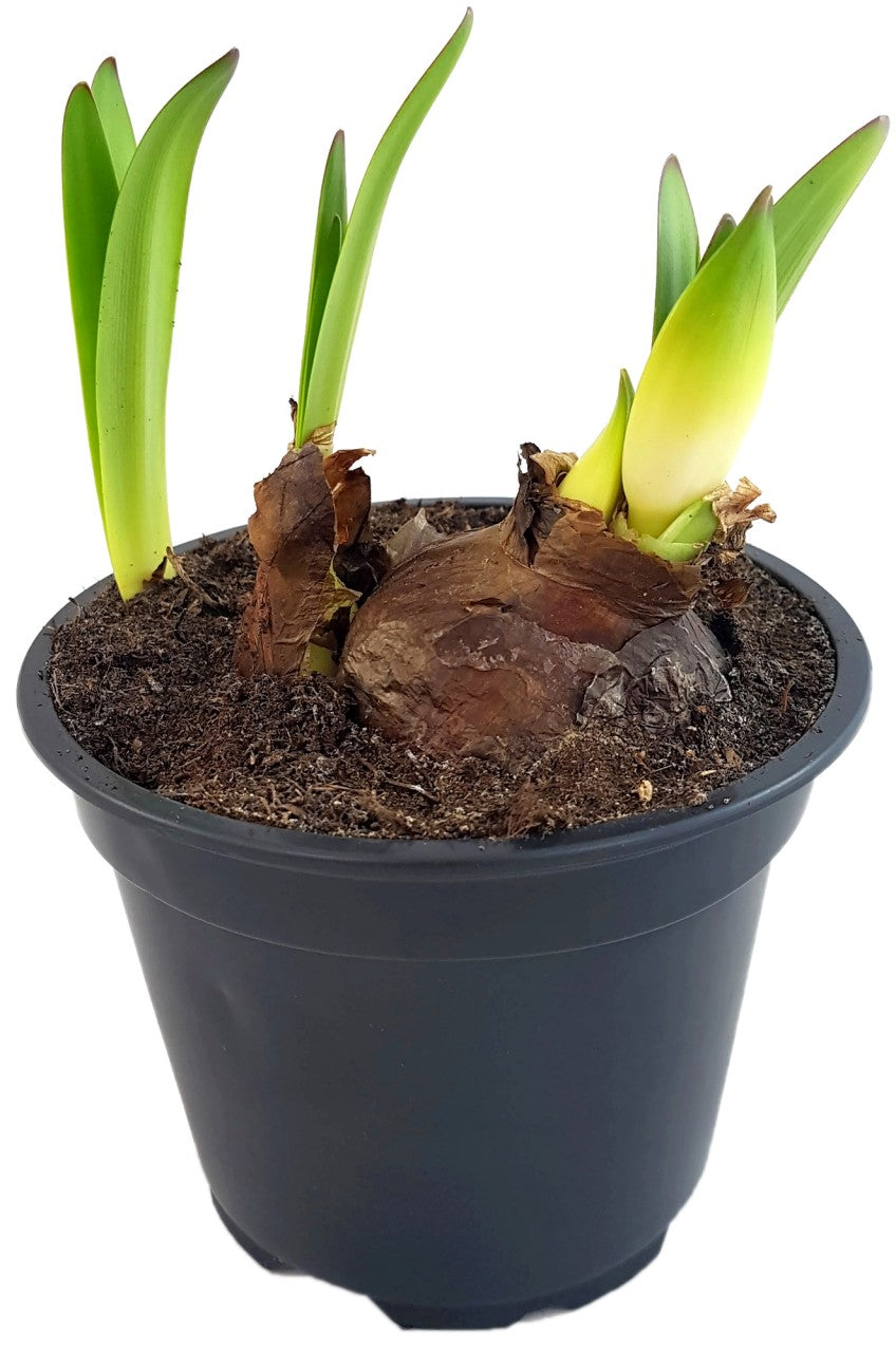 Hippeastrum "Red Garden" - dunkelrote Amaryllis