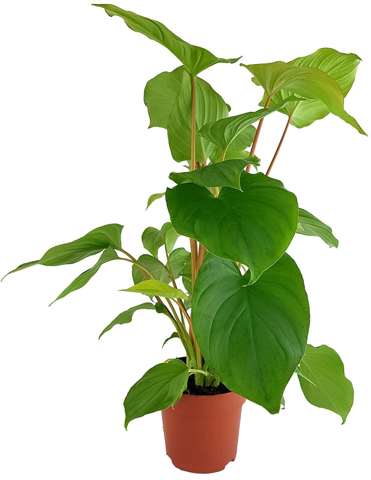 Homalomena rubescens "Maggie" - Herzblattpflanze