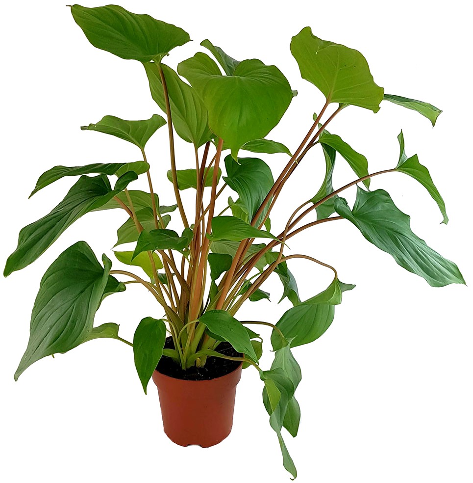 Homalomena rubescens "Maggie" - Herzblattpflanze