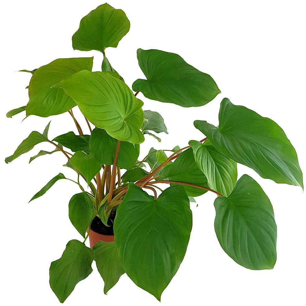 Homalomena rubescens "Maggie" - Herzblattpflanze