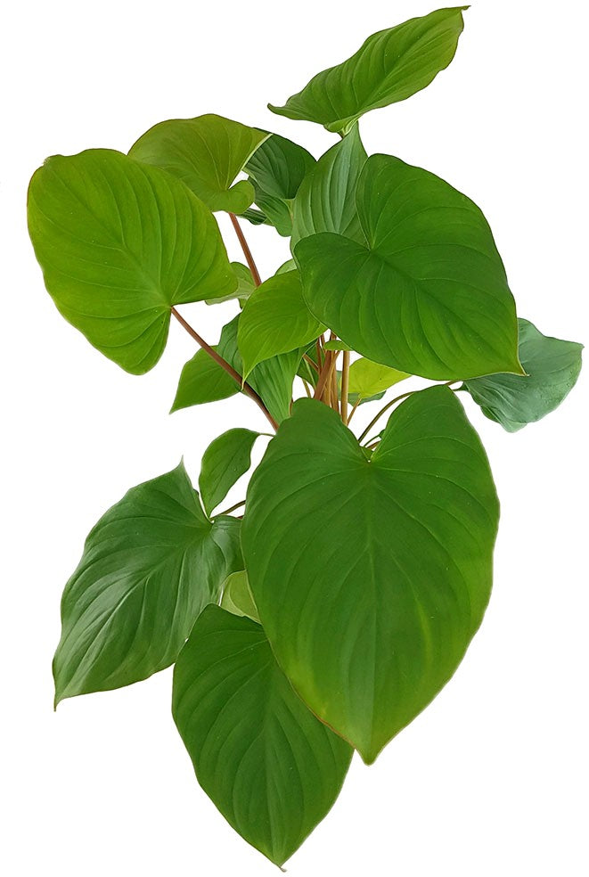Homalomena rubescens "Maggie" - Herzblattpflanze