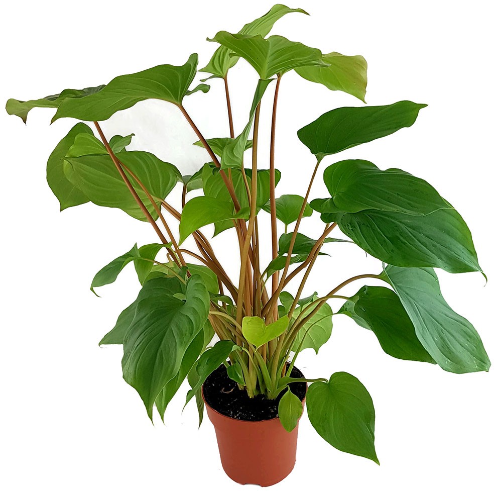 Homalomena rubescens "Maggie" - Herzblattpflanze