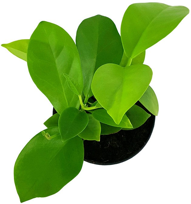 Hoya australis ssp. tenuipes - Porzellanblume