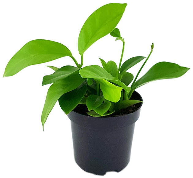 Hoya australis ssp. tenuipes - Porzellanblume