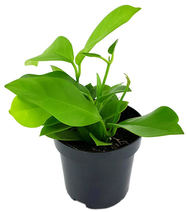 Hoya australis ssp. tenuipes - Porzellanblume