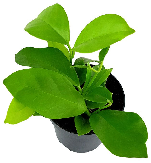 Hoya australis ssp. tenuipes - Porzellanblume