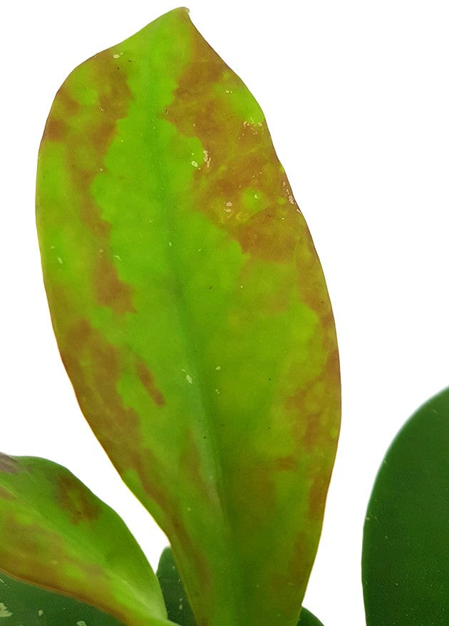 Hoya "Dark Red" - dunkelrote Porzellanblume