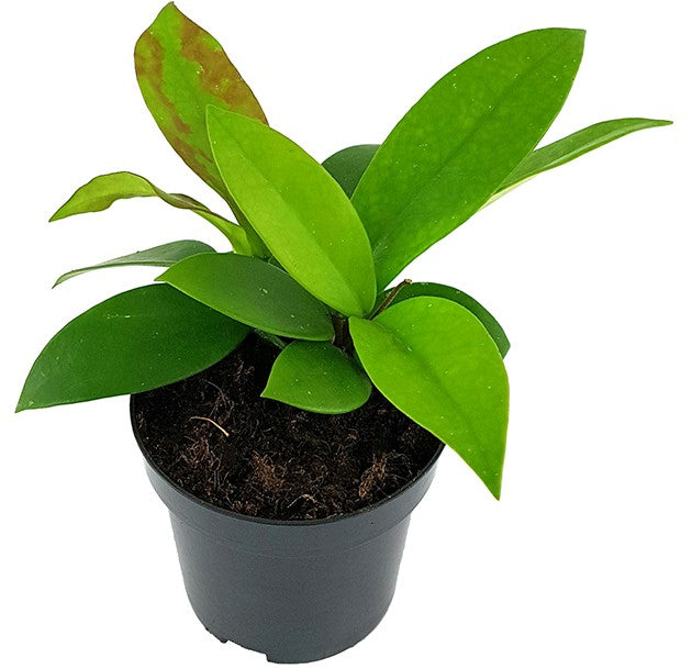 Hoya "Dark Red" - dunkelrote Porzellanblume