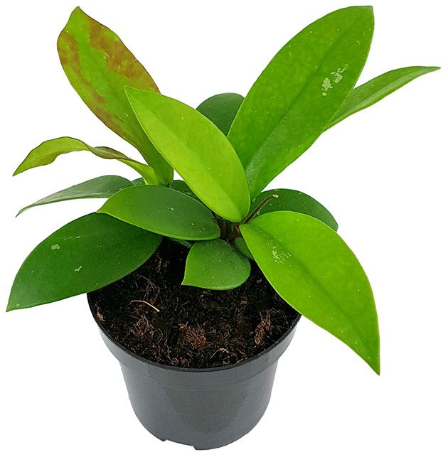 Hoya "Dark Red" - dunkelrote Porzellanblume