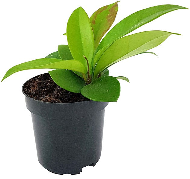 Hoya "Dark Red" - dunkelrote Porzellanblume