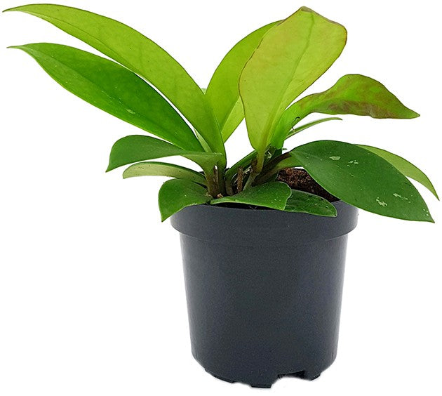 Hoya "Dark Red" - dunkelrote Porzellanblume