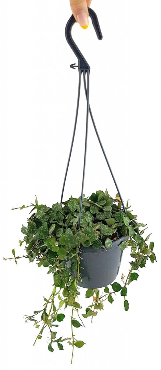 Hoya curtisii - stilvolle Porzellanblume