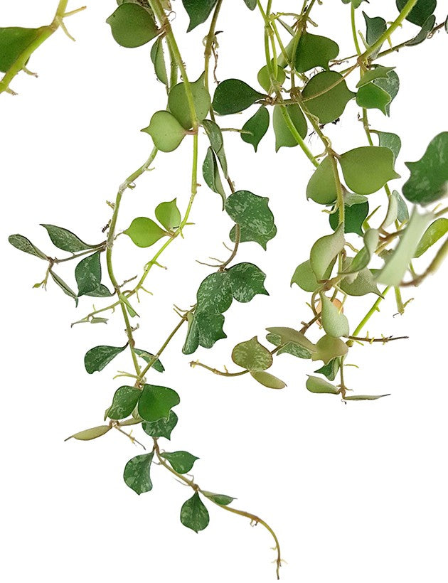 Hoya curtisii - stilvolle Porzellanblume