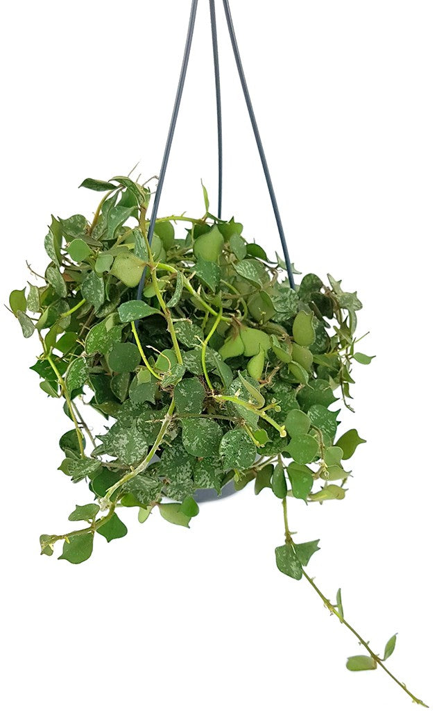 Hoya curtisii - stilvolle Porzellanblume