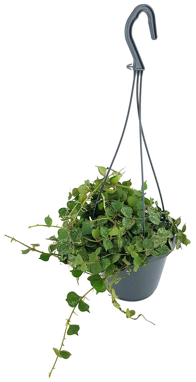 Hoya curtisii - stilvolle Porzellanblume