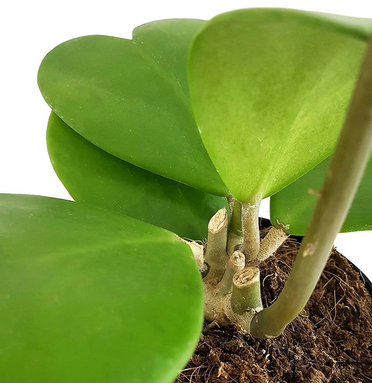 Hoya kerrii - Herzblattpflanze
