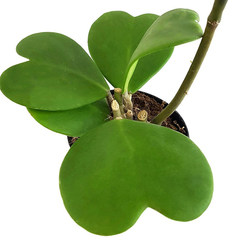 Hoya kerrii - Herzblattpflanze