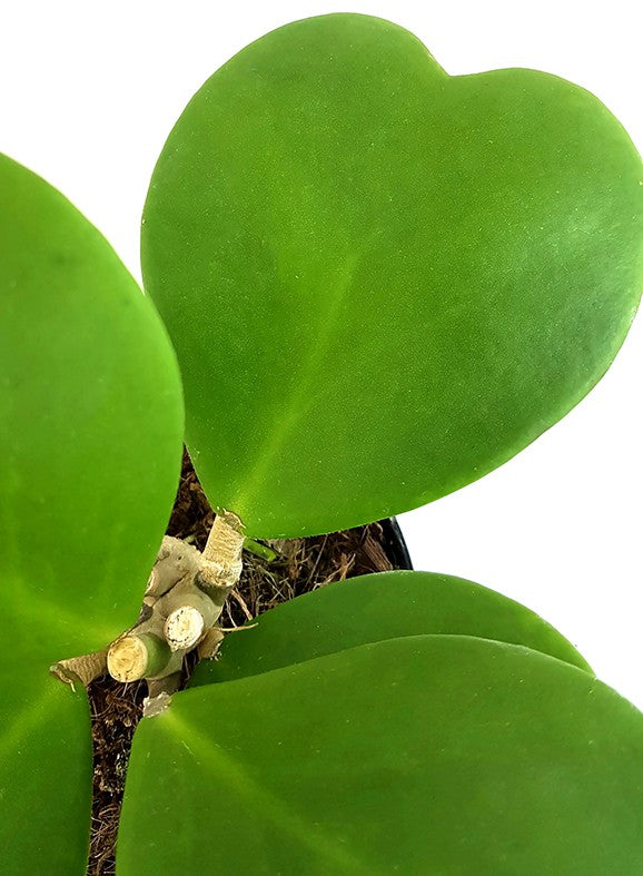 Hoya kerrii - Herzblattpflanze