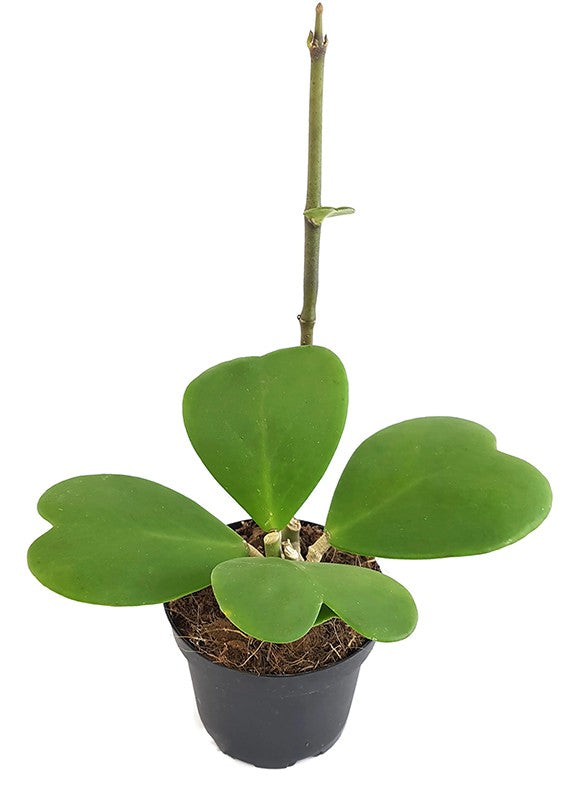 Hoya kerrii