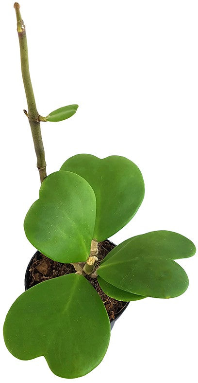 Hoya kerrii - Herzblattpflanze