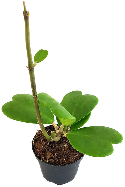 Hoya kerrii - Herzblattpflanze