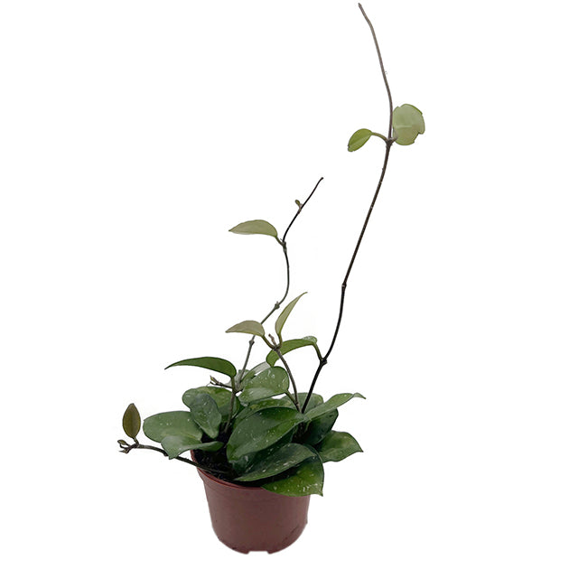 Hoya carnosa &