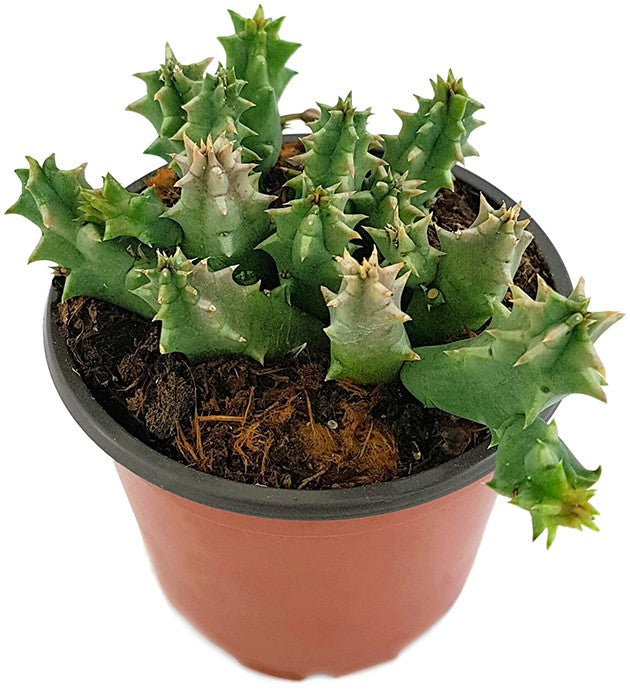 Stapelia Huernia confusa - Eulenauge - Aasblume