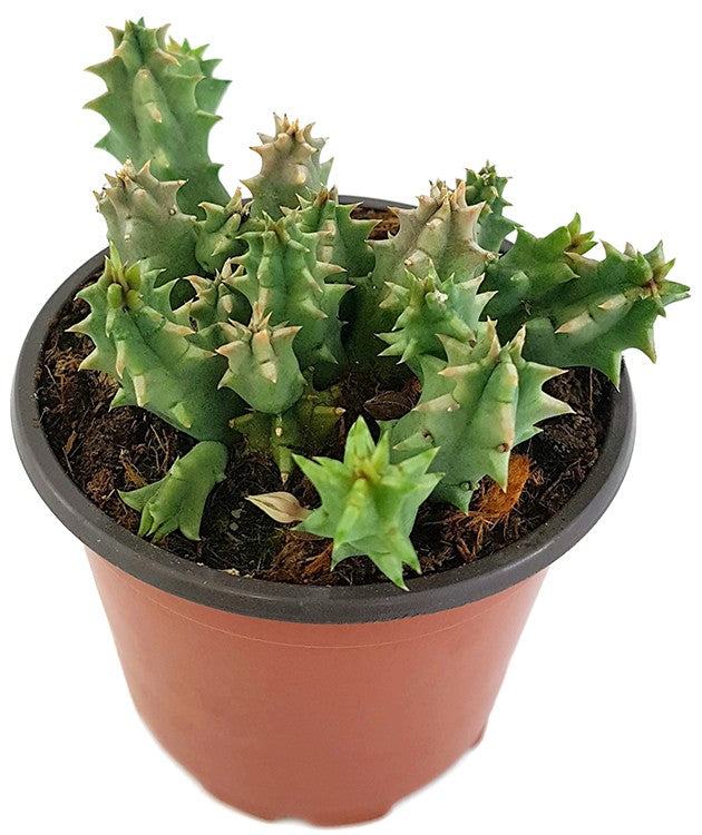 Stapelia Huernia confusa - Eulenauge - Aasblume