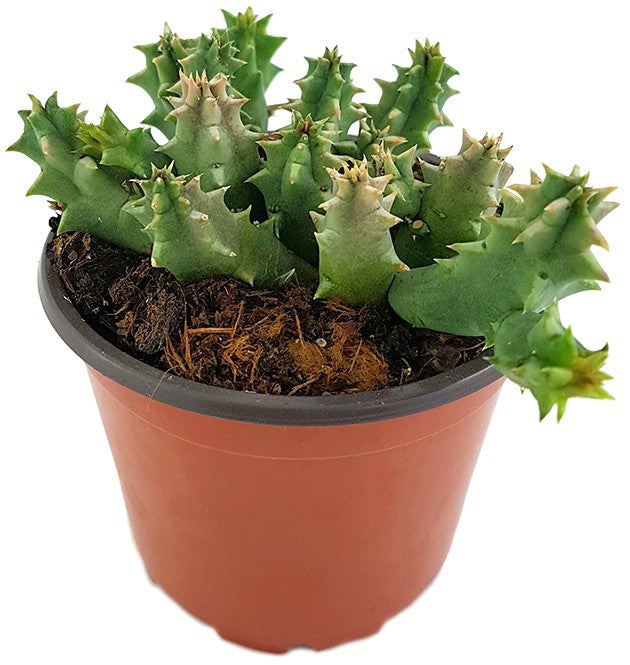 Stapelia Huernia confusa - Eulenauge - Aasblume