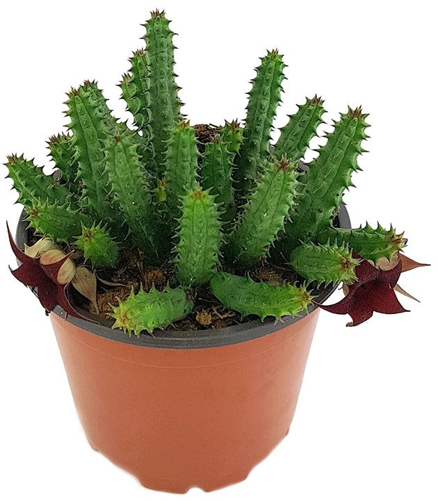 Stapelia Huernia schneideriana - Aasblume