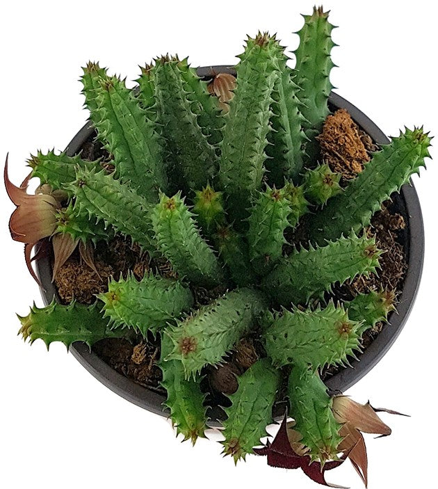 Stapelia Huernia schneideriana - Aasblume