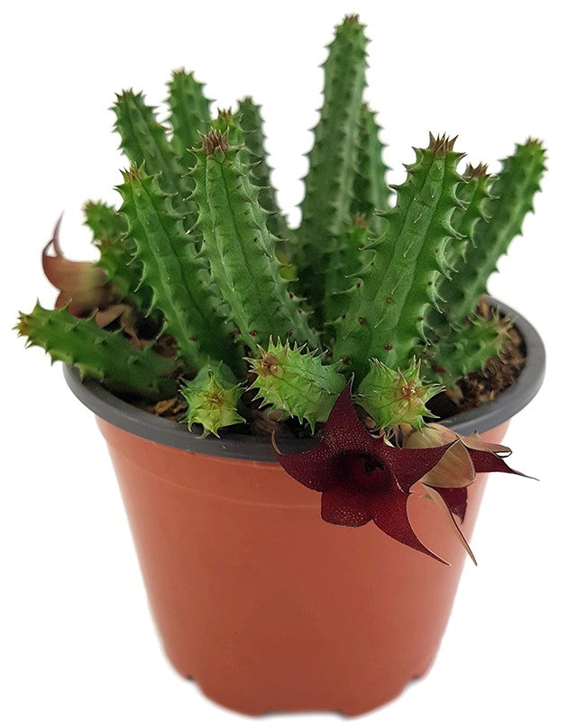 Stapelia Huernia schneideriana - Aasblume