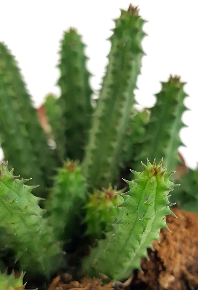 Stapelia Huernia schneideriana - Aasblume