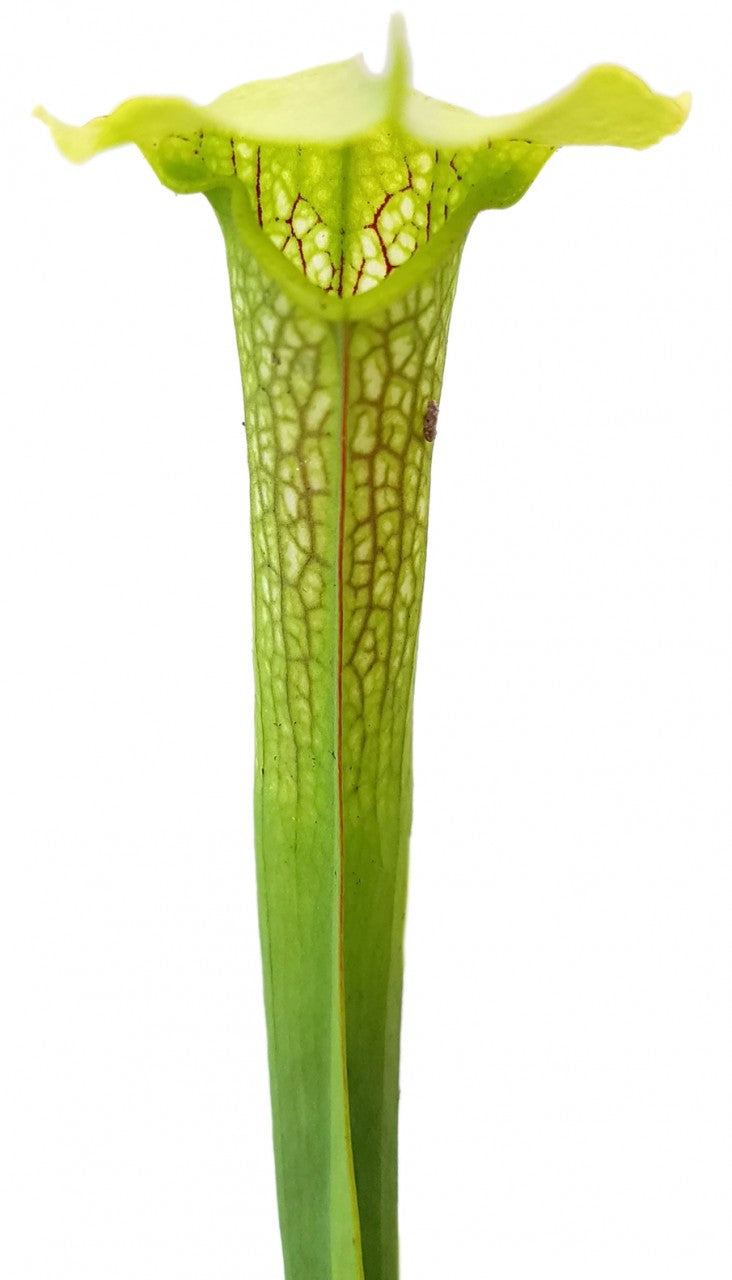 Sarracenia X cv. "Hummer"s Hammerhead"