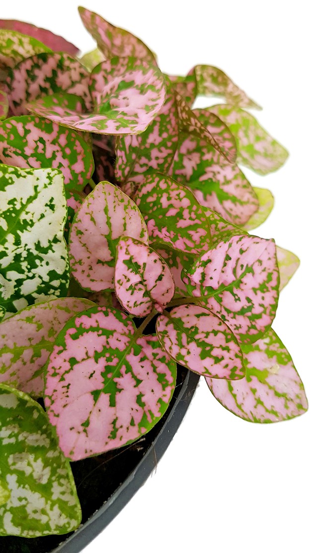 Hypoestes phyllostachya "Jungle Mix" - Punktblume