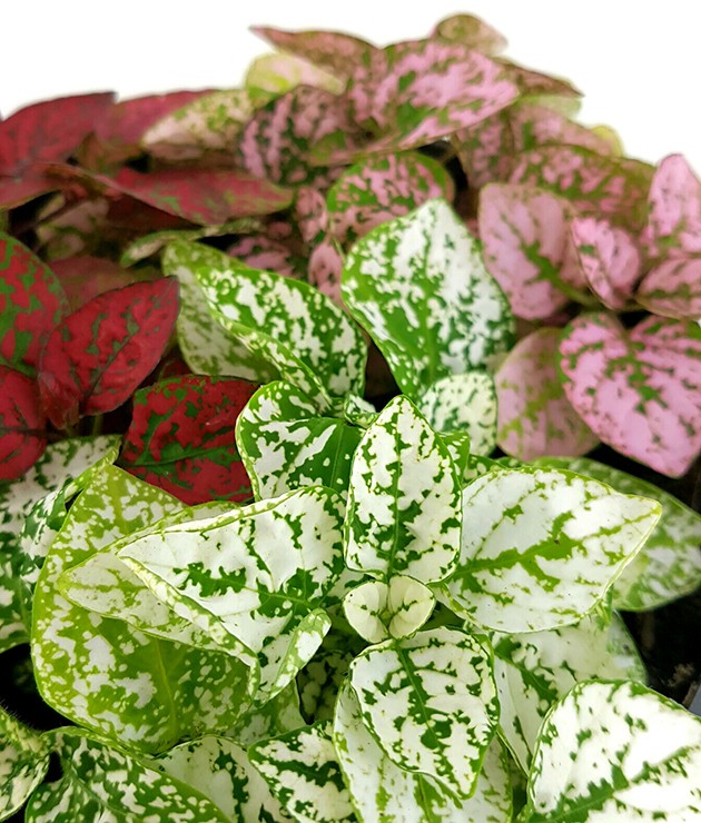 Hypoestes phyllostachya "Jungle Mix" - Punktblume